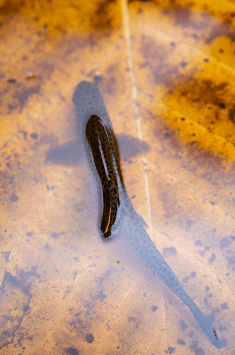 rainbow trout fall foliage