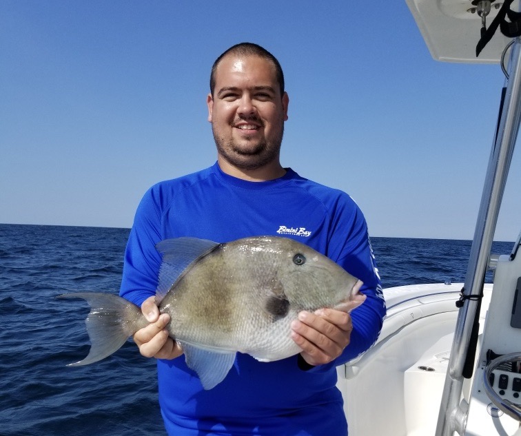 Gray Triggerfish