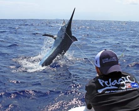 Trophy Marlin Jumping
