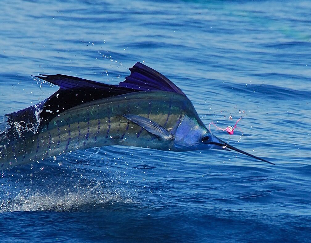 Trophy Fish