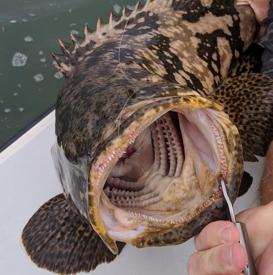 Goliath Grouper Teeth