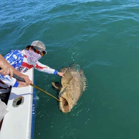 Small Goliath Grouper