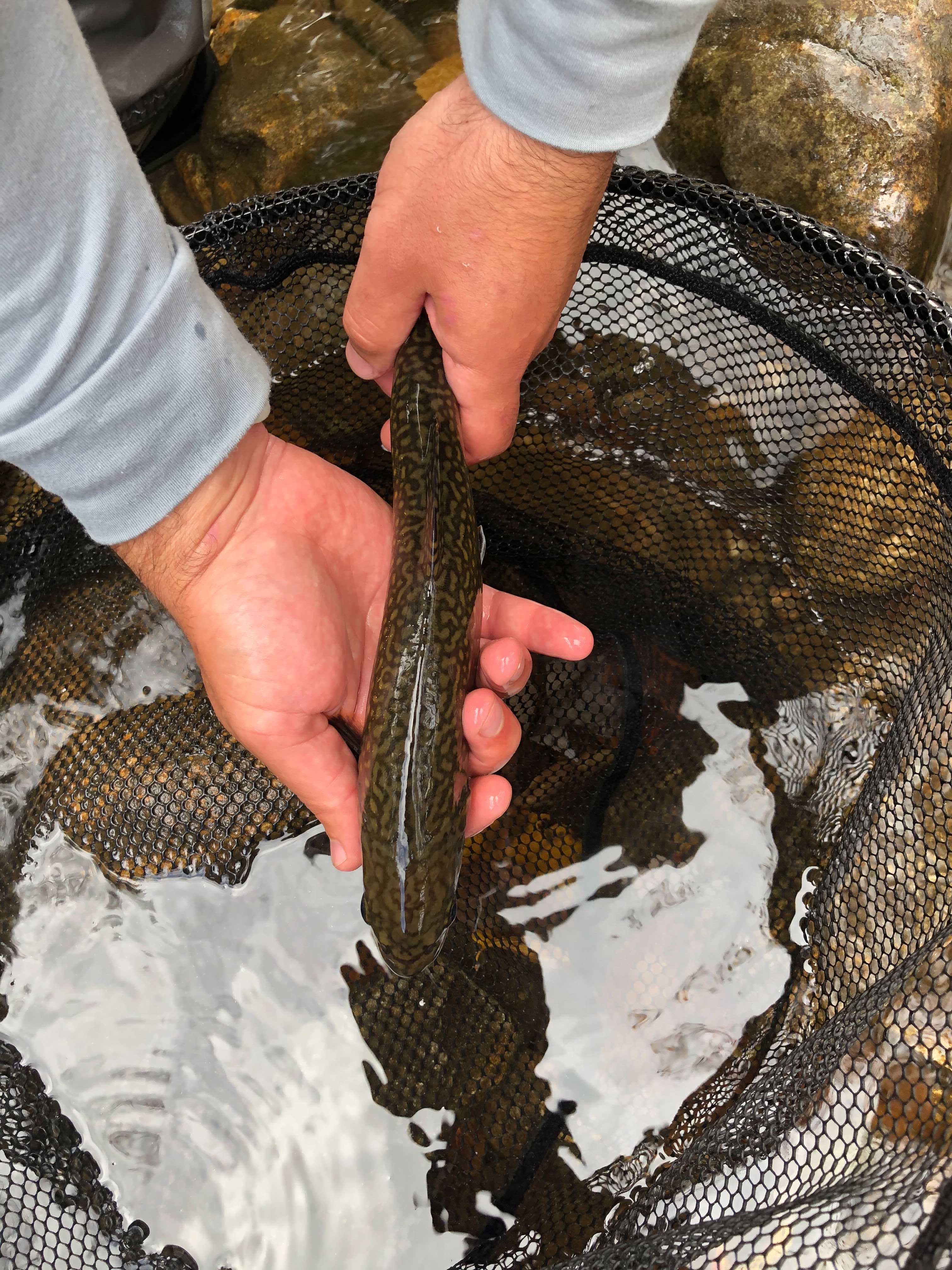 western north carolina fly fishing trail