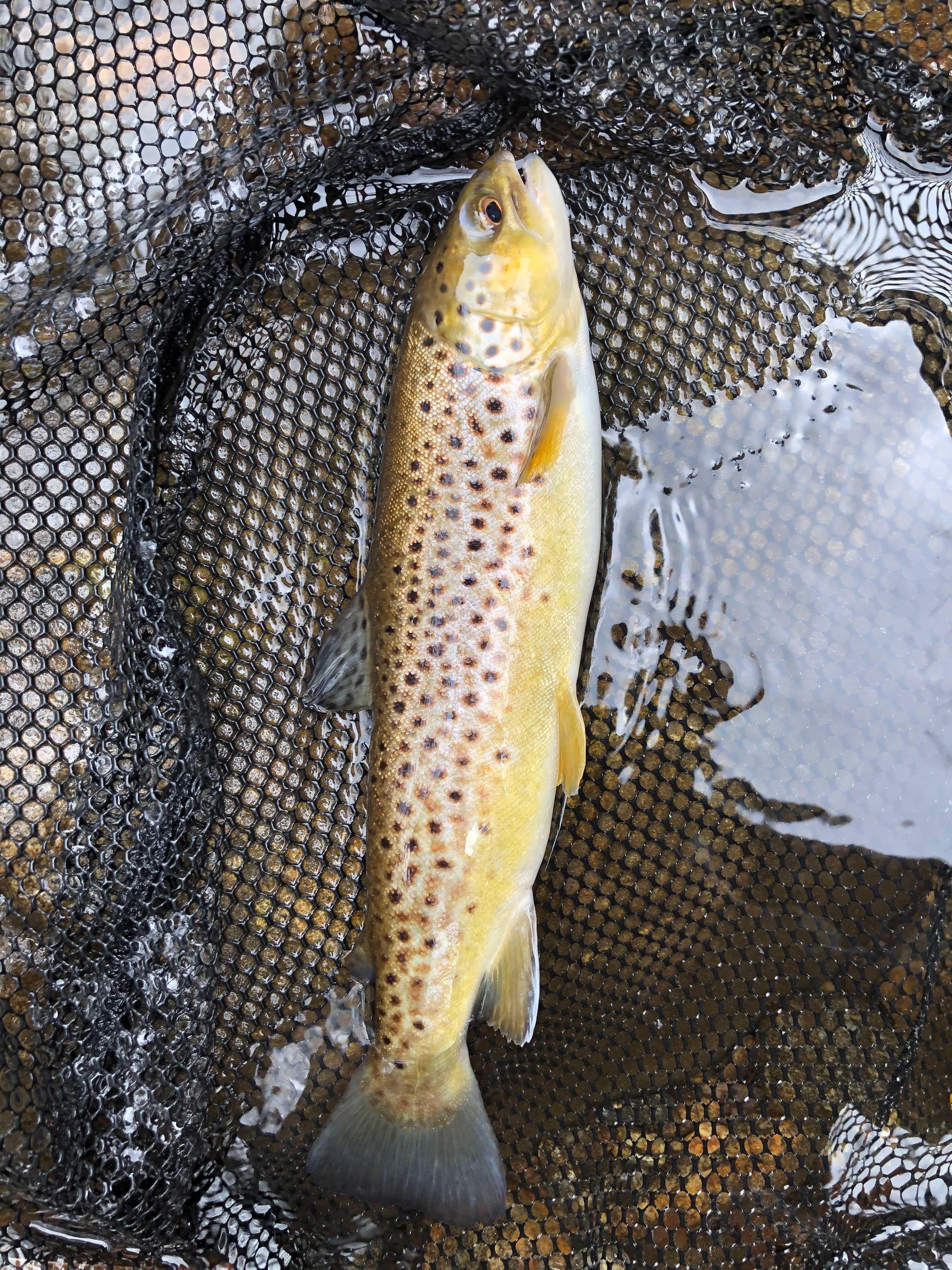 where to go fishing in nc