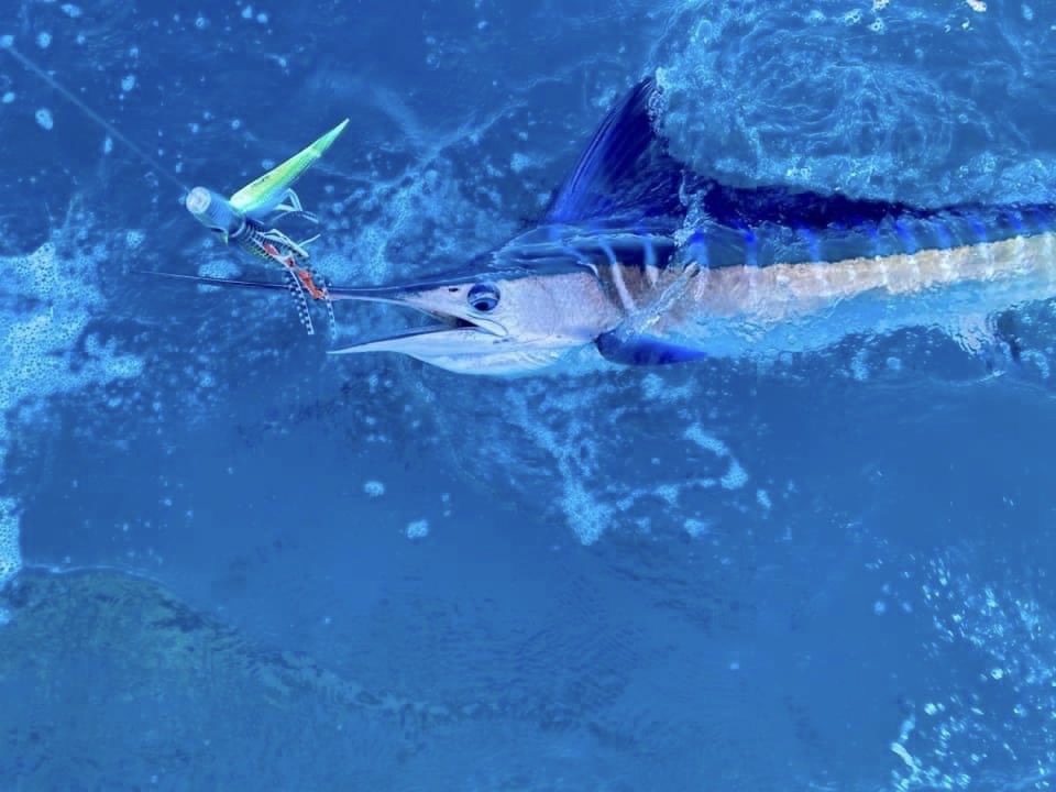 Striped Marlin Fishing Cabo San Lucas With Captain Edward