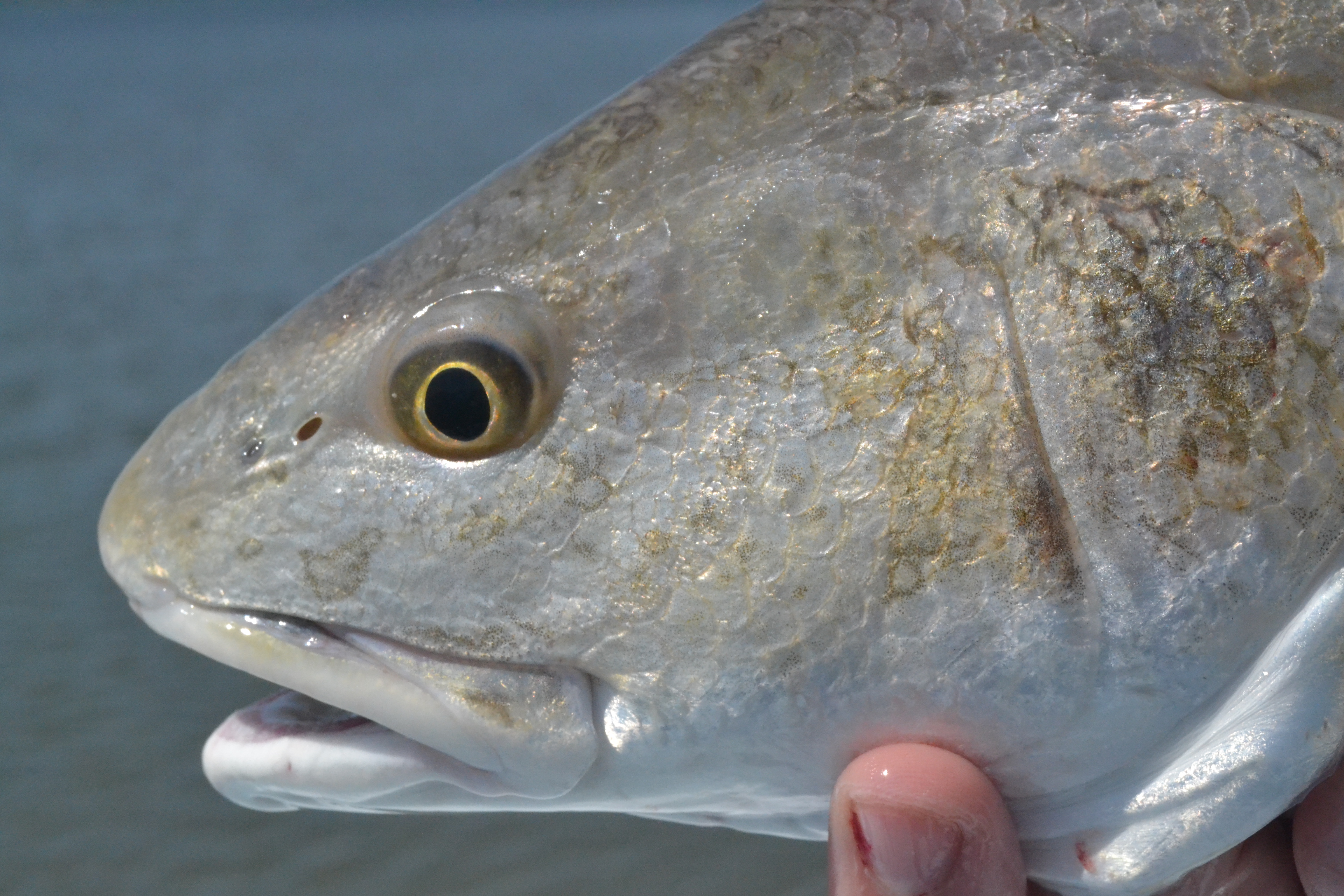 redfish head
