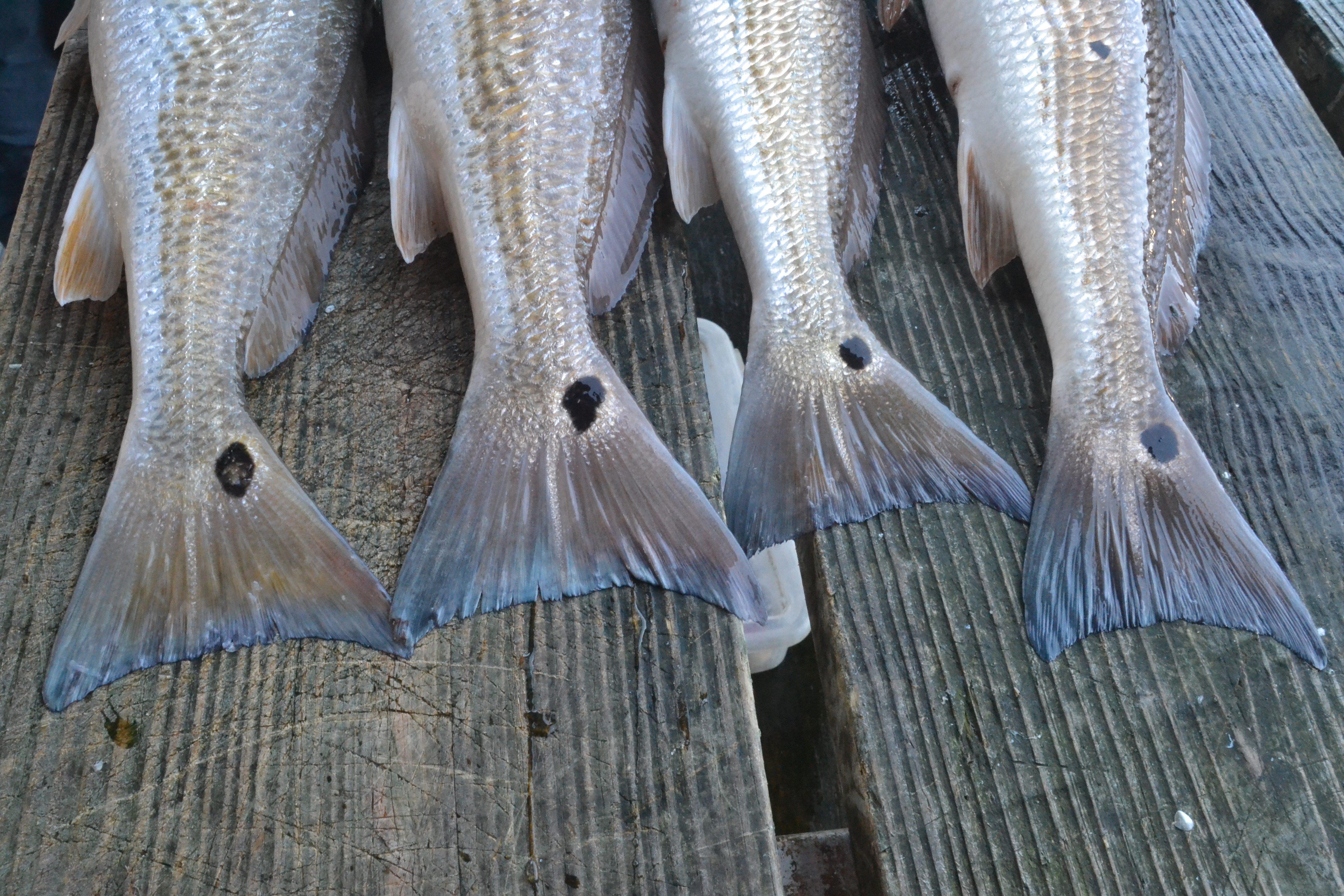 redfish tails