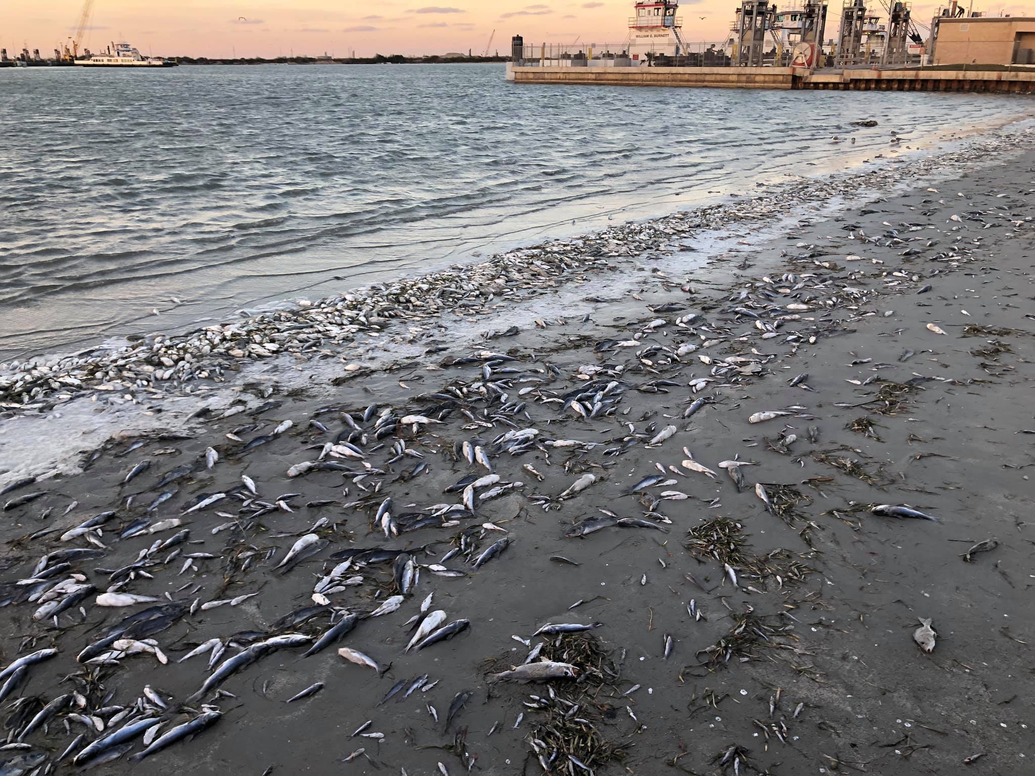 port aransas