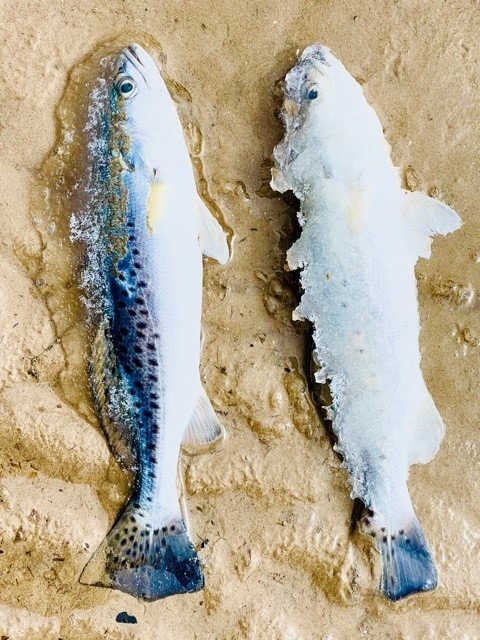 speckled trout