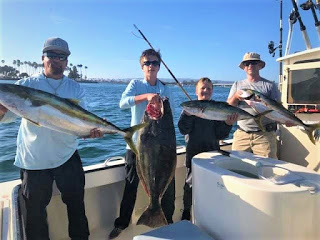 tuna family