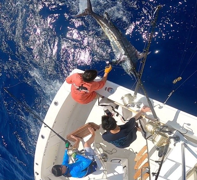 yellowfin tuna
