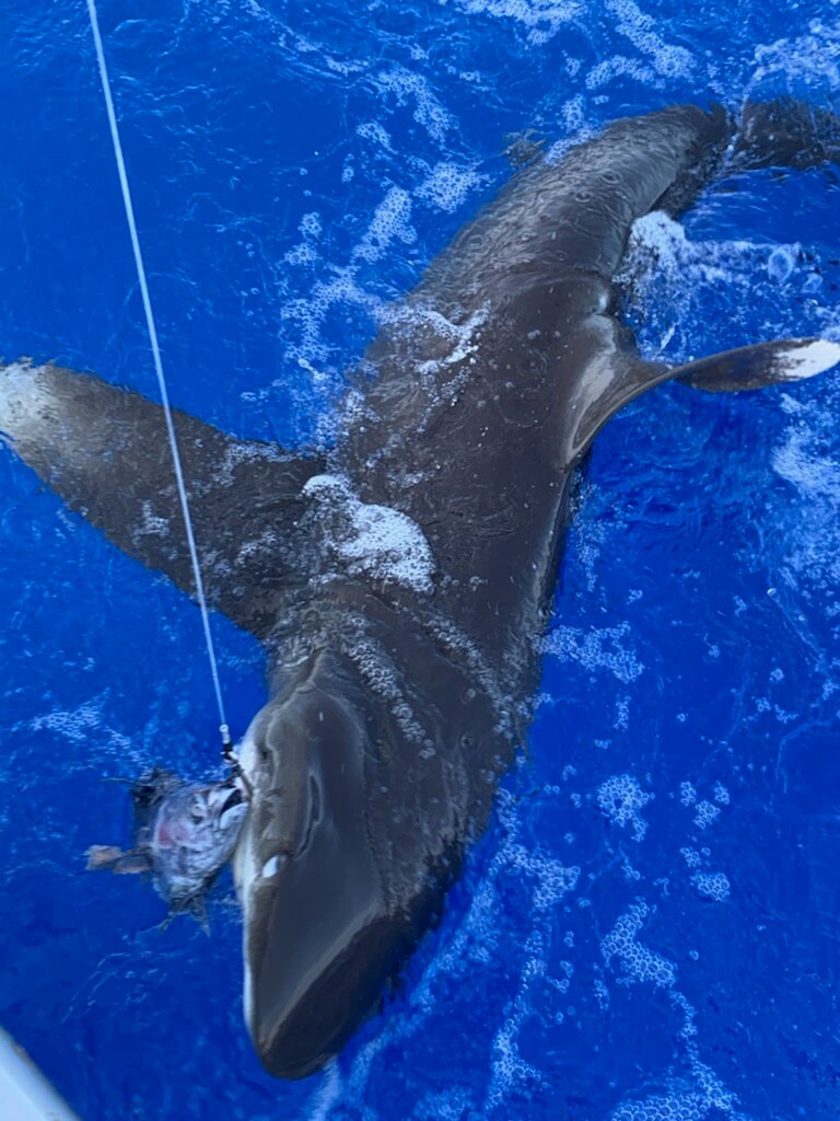 kona offshore fishing trip