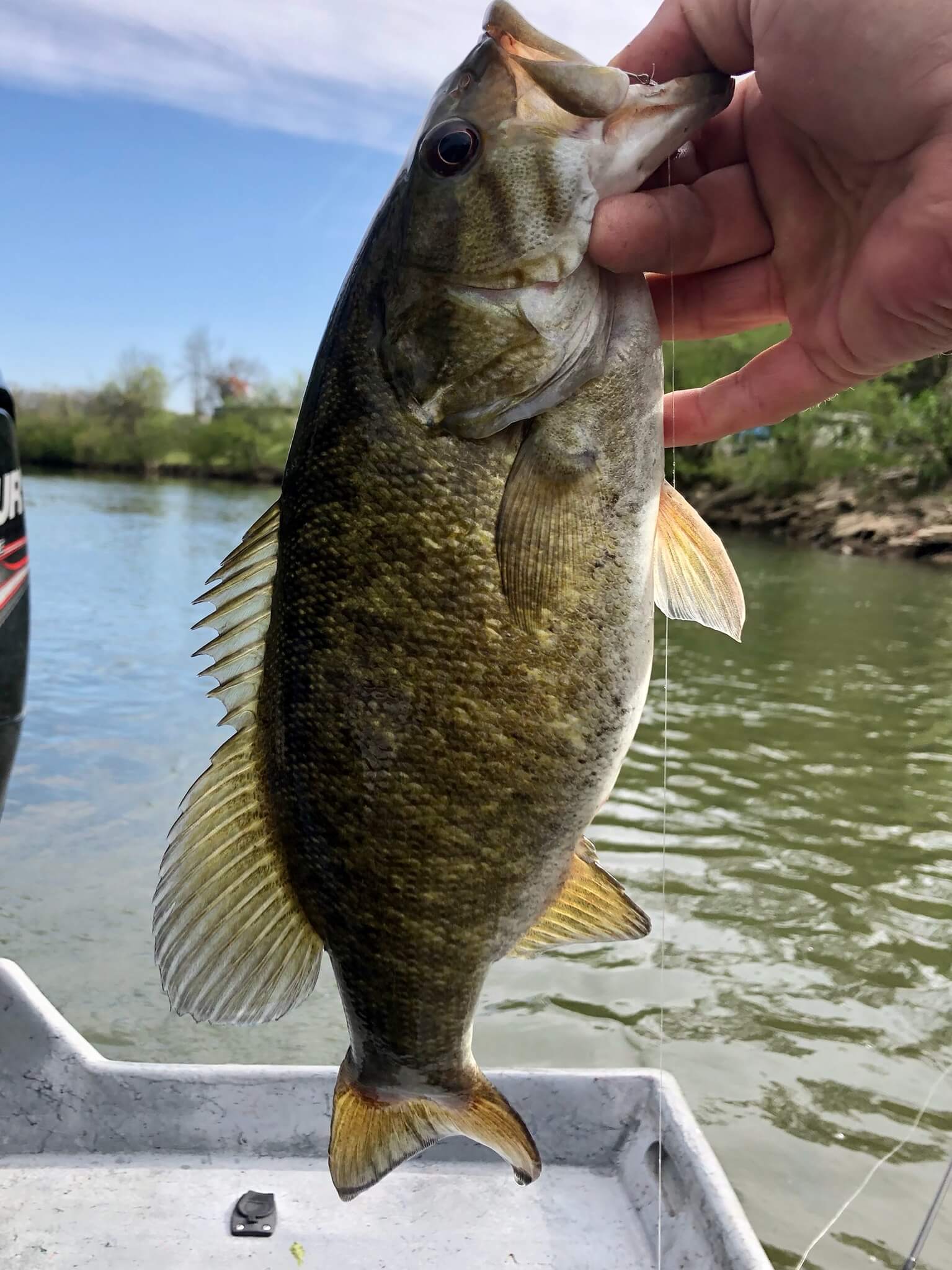 knoxville fishing trip
