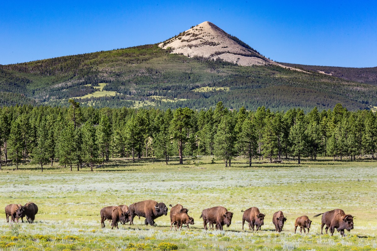 new mexico fly fishing