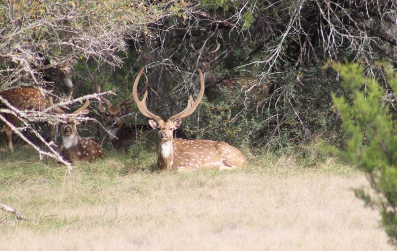 Experience the Wisconsin Whitetail