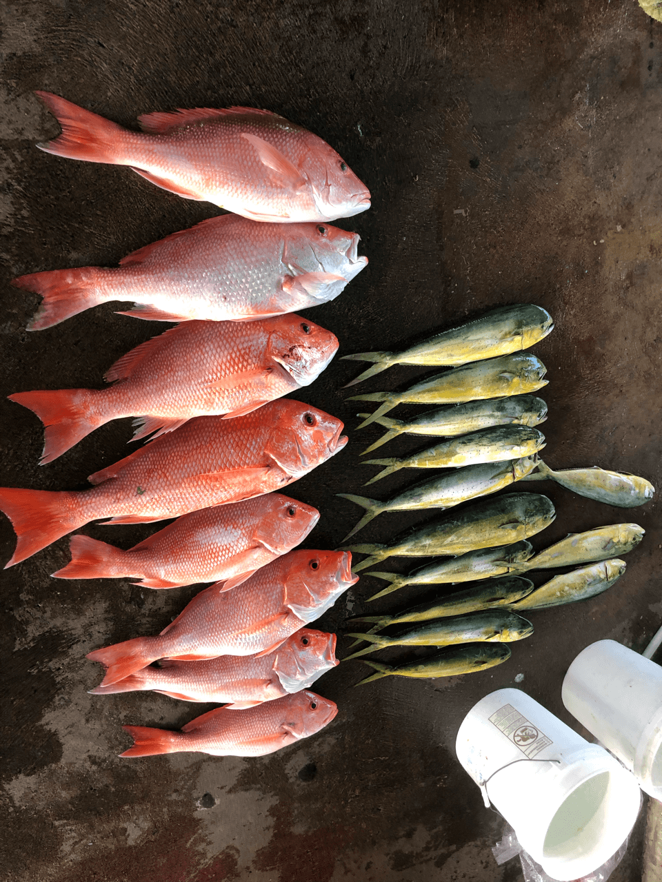 galveston fishing charters23