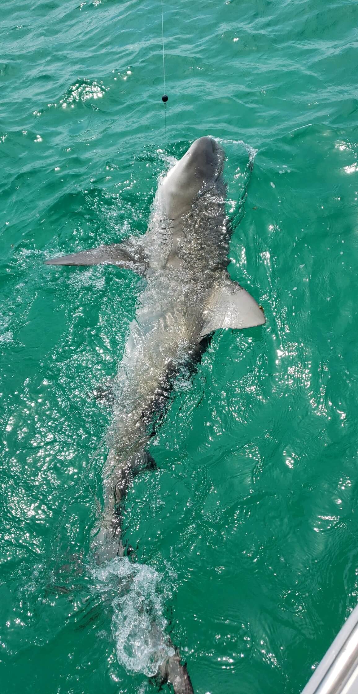 destin fishing charters3