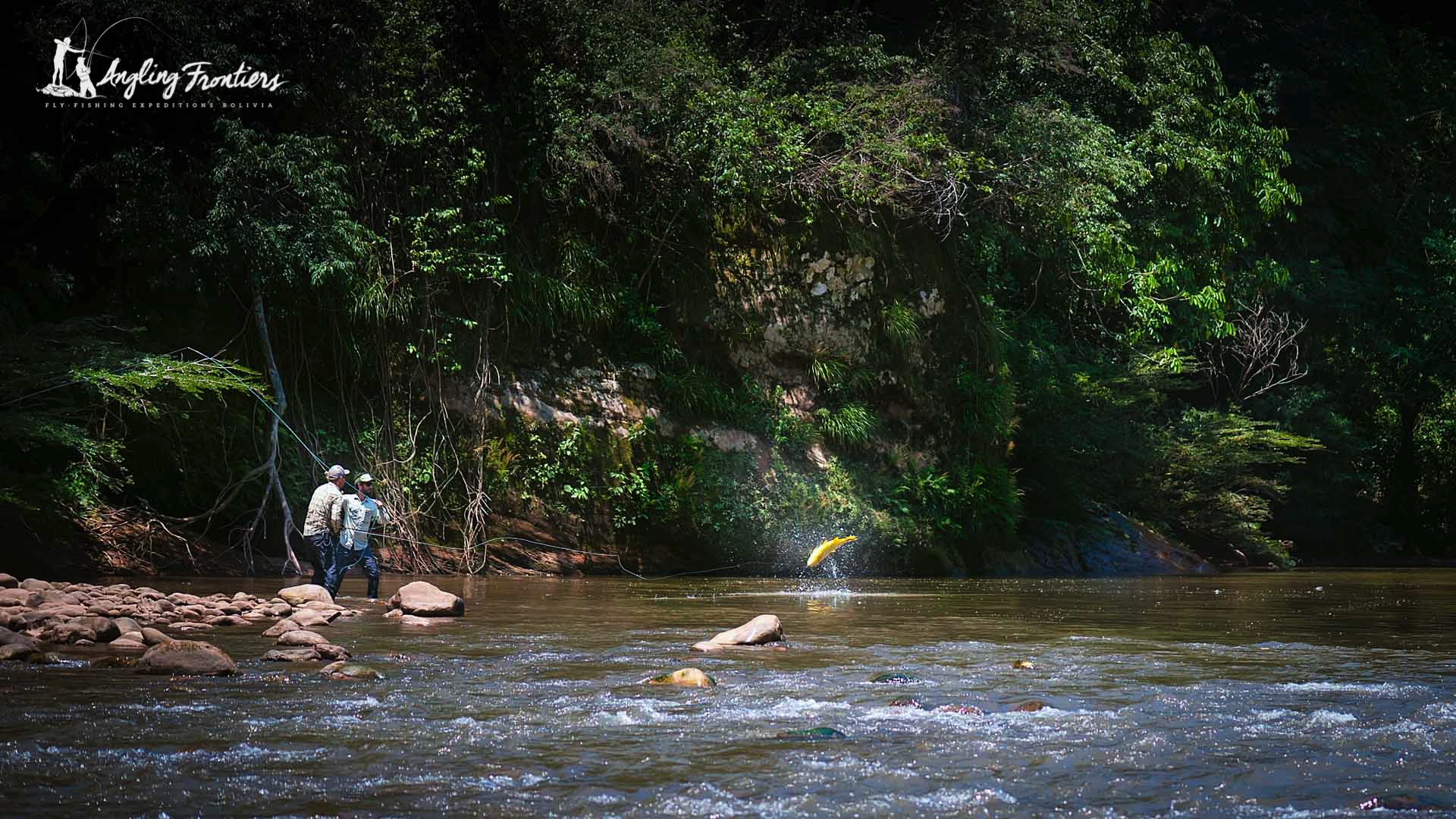fly fishing for golden dorado