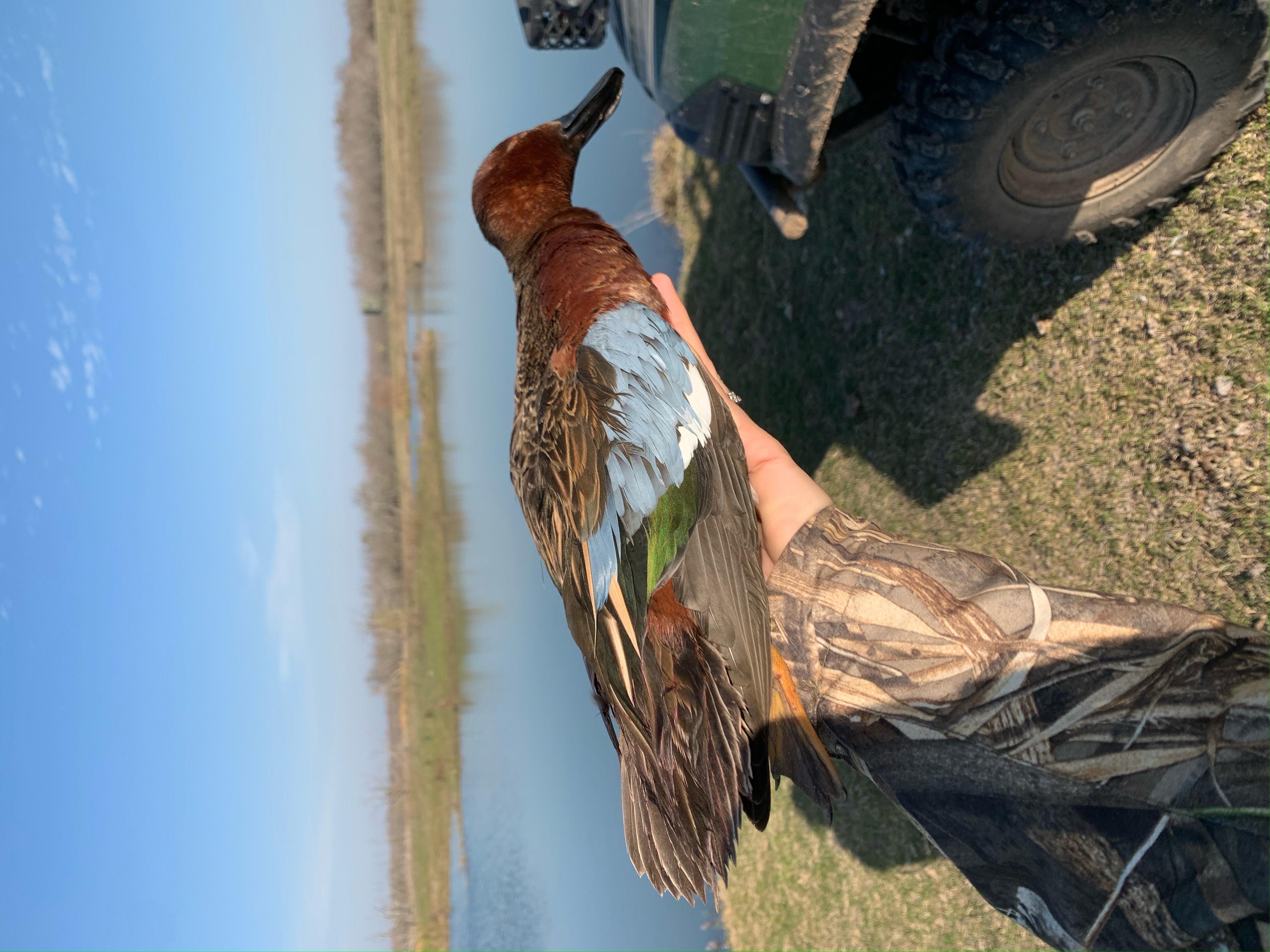 A Cinnamon Teal duck