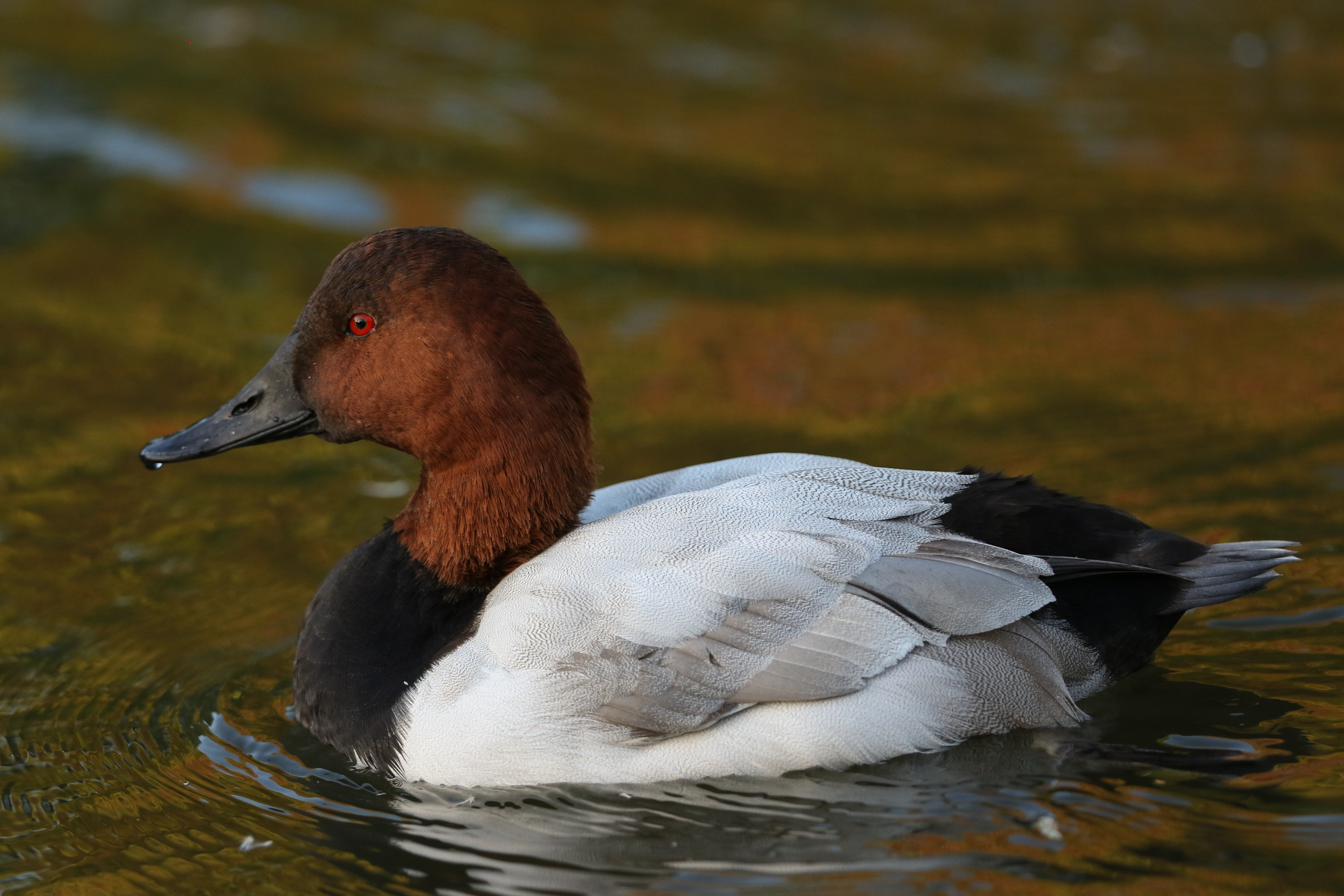 Drake Canvasback Duck