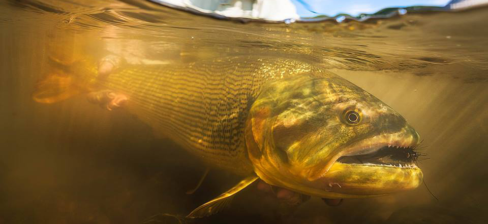 golden dorado flies