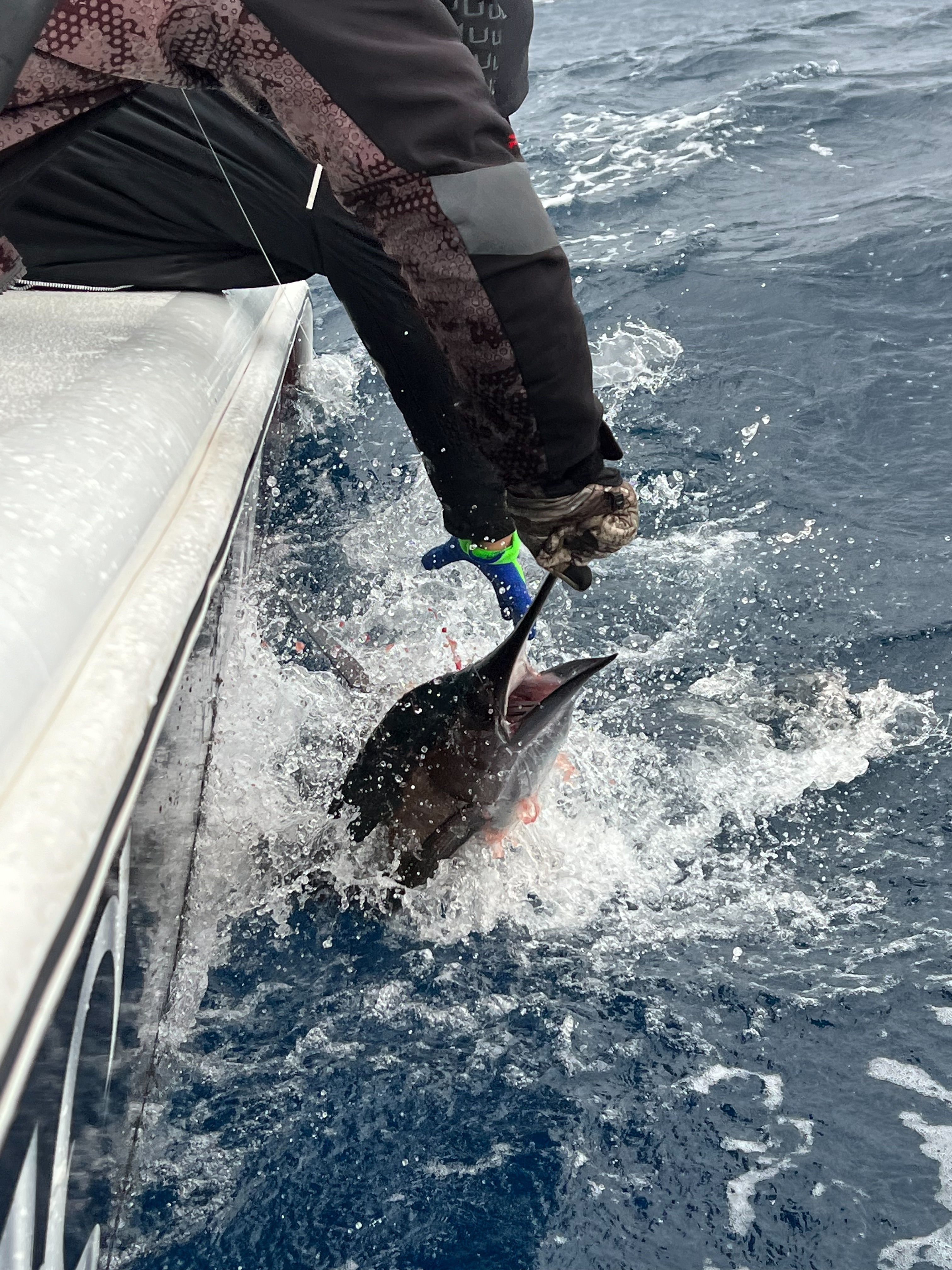 sailfish fishing guides