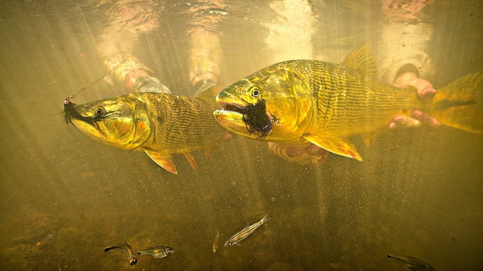 yellow dog fly fishing bolivia