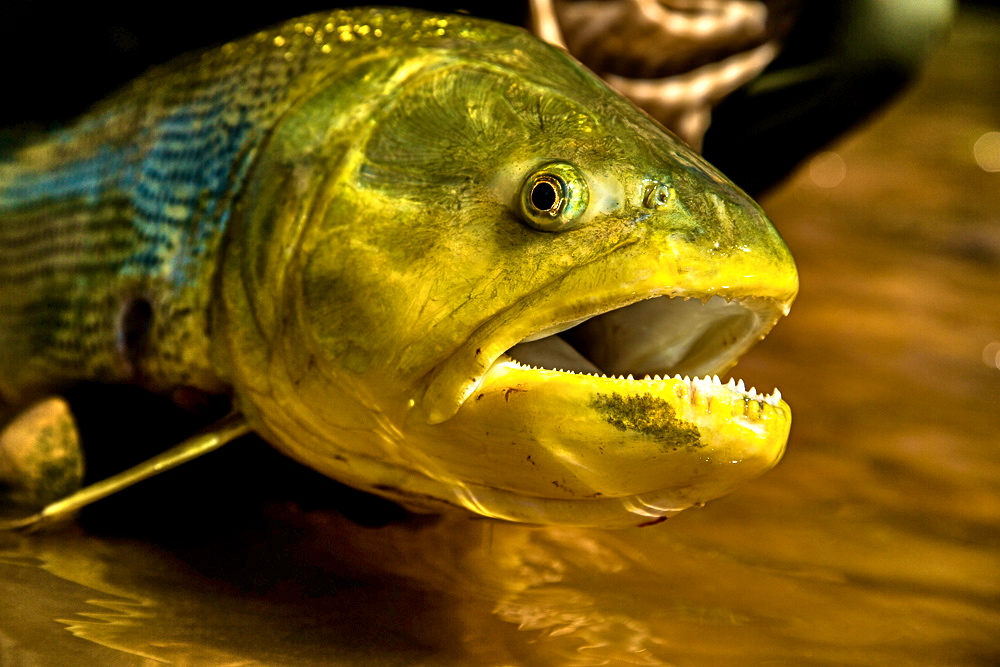 bolivia fishing trips