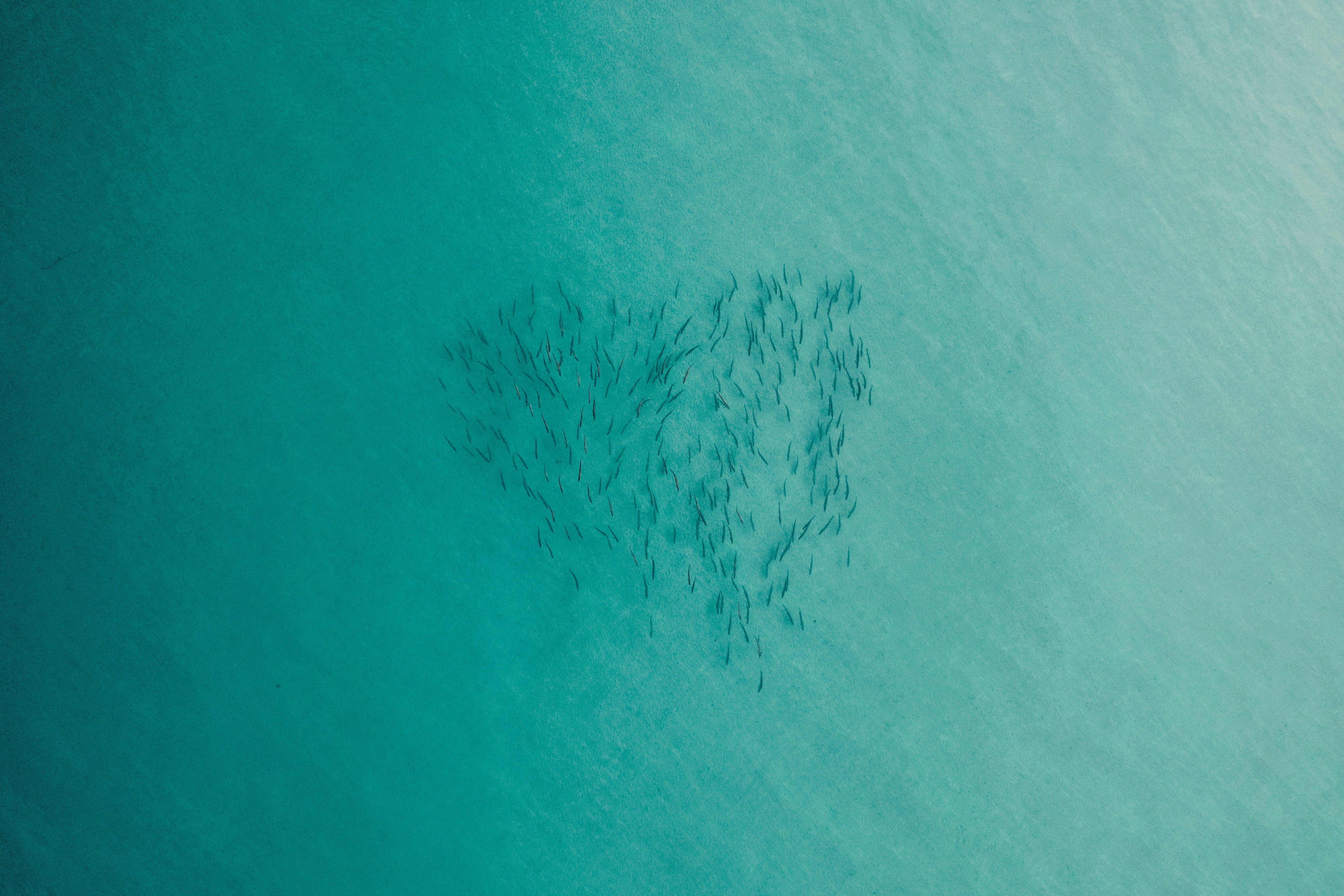 Tarpon School