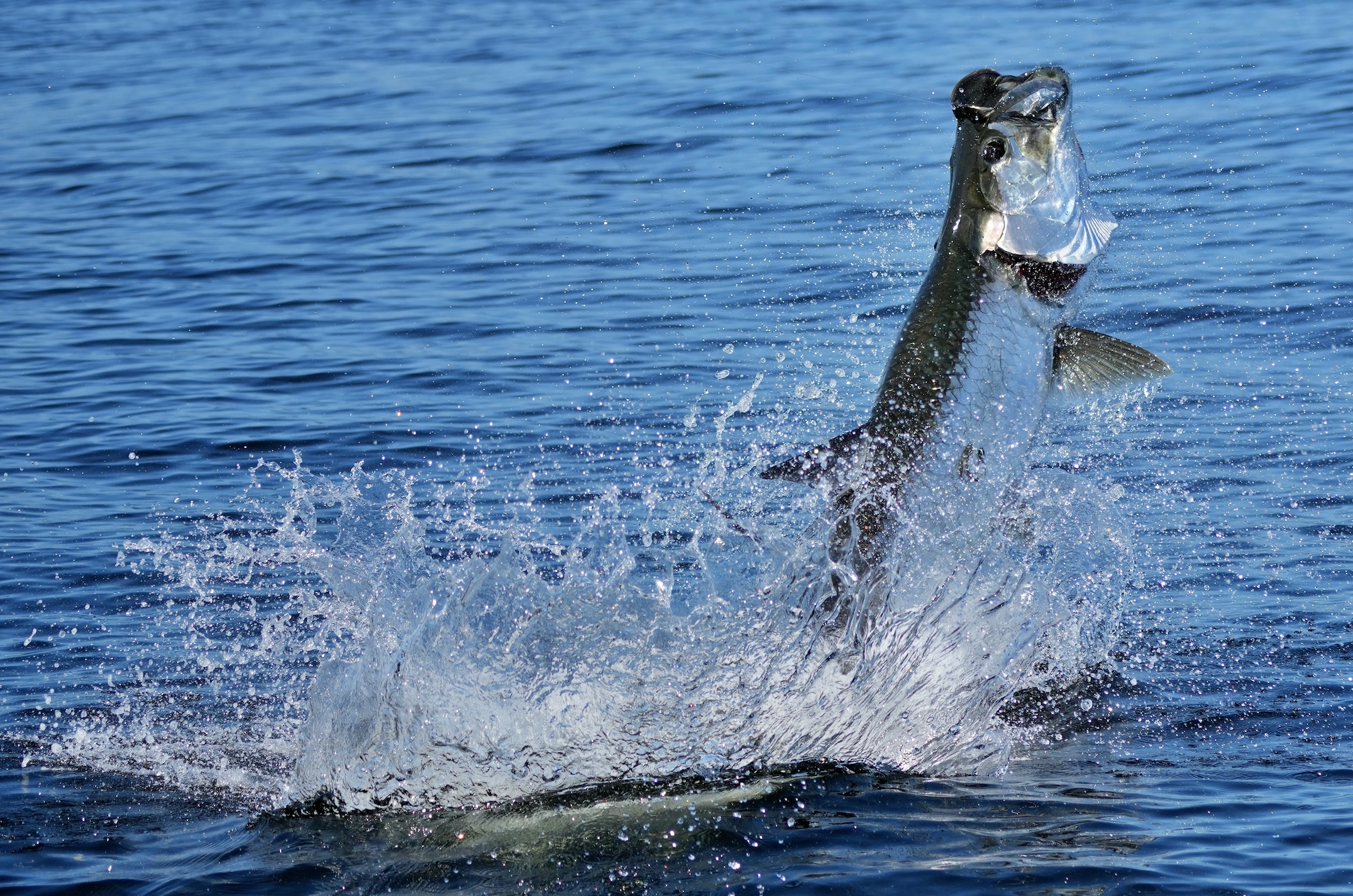Sarasota Tarpon Fishing: Everything You Need To Know