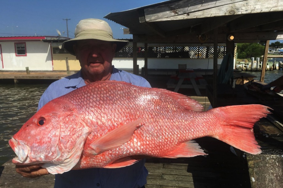 Red snapper gulf of mexico