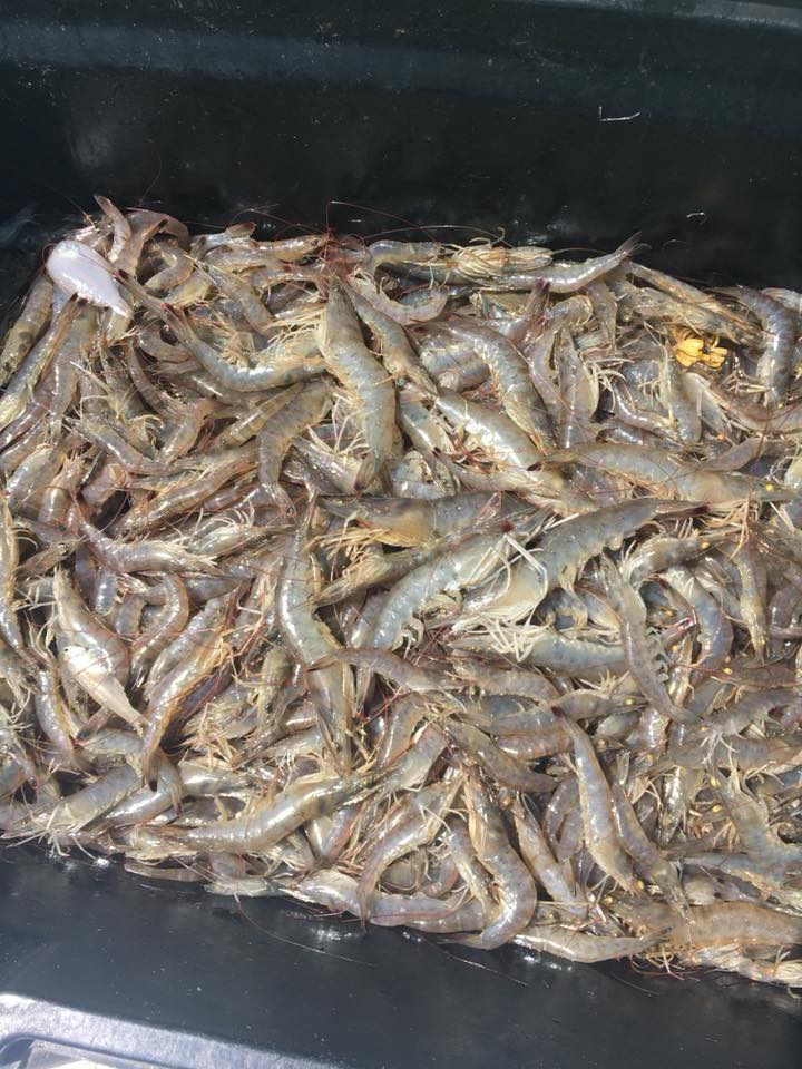 shrimp bucket