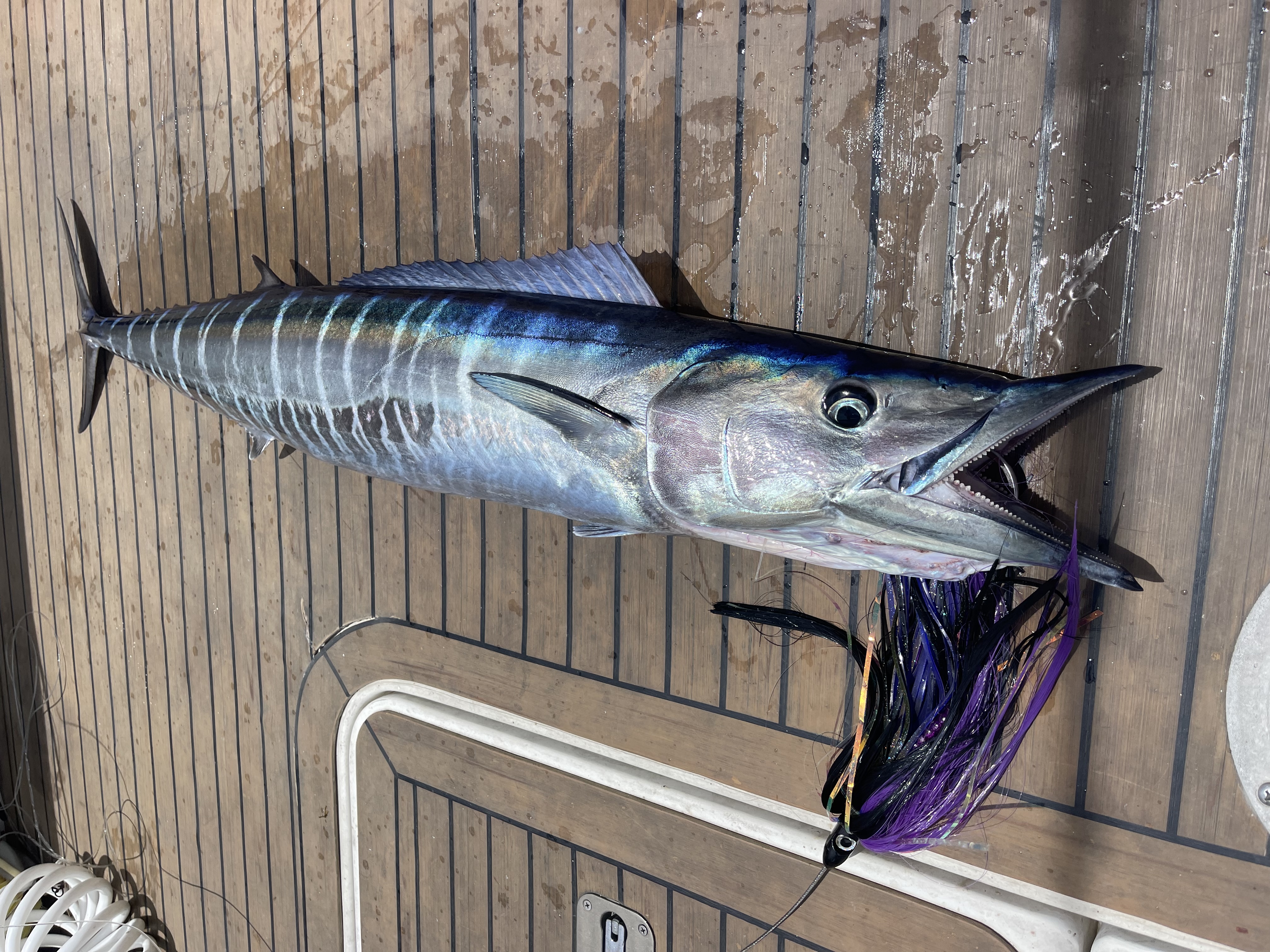 Wahoo
