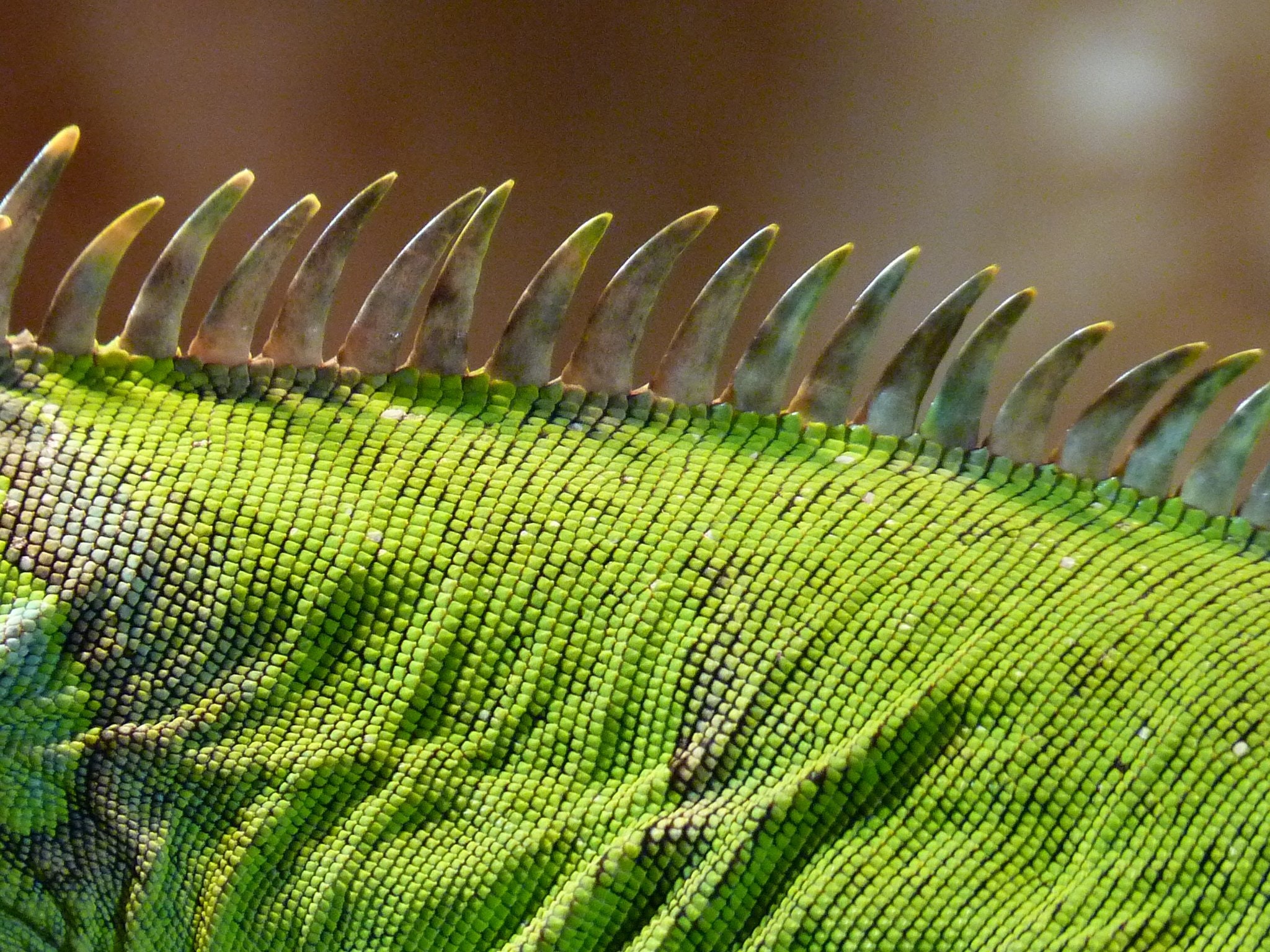 spines