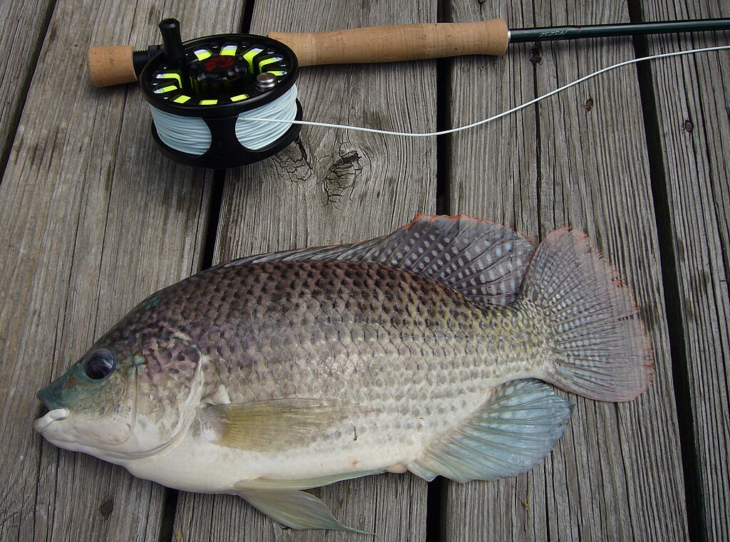 Invasive Blue Tilapia