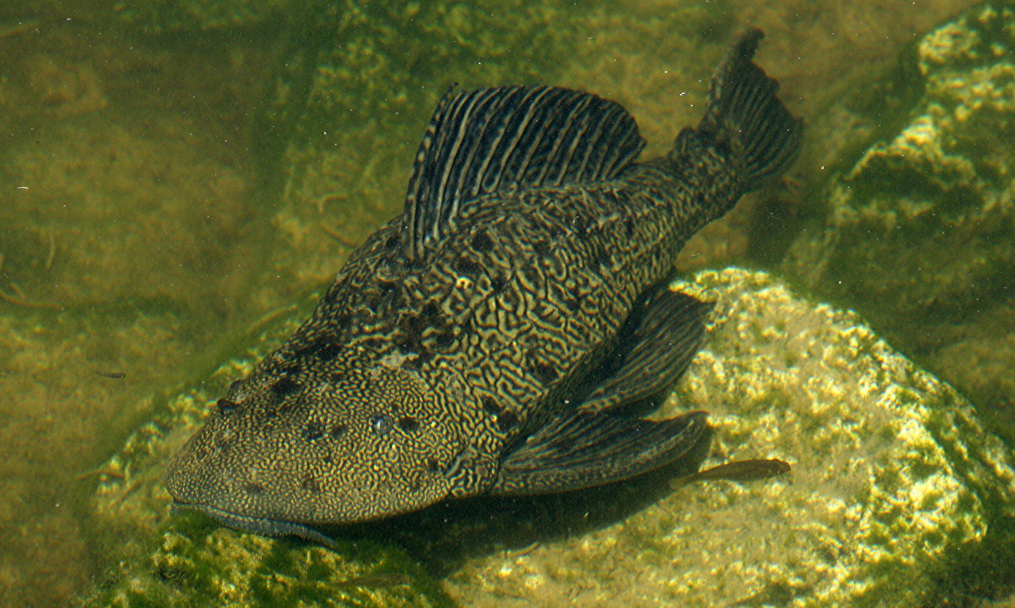 Invasive Armored Catfish Caught In FL