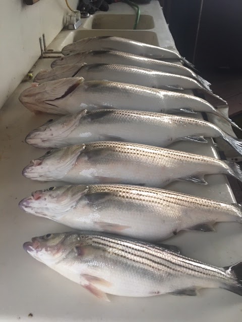 Lake Texoma Stripers
