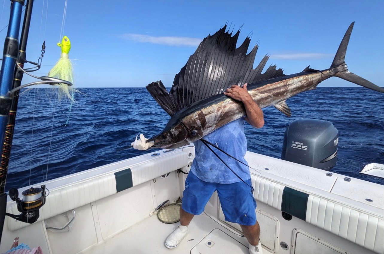 Sailfish Caught Near Marathon, Florida