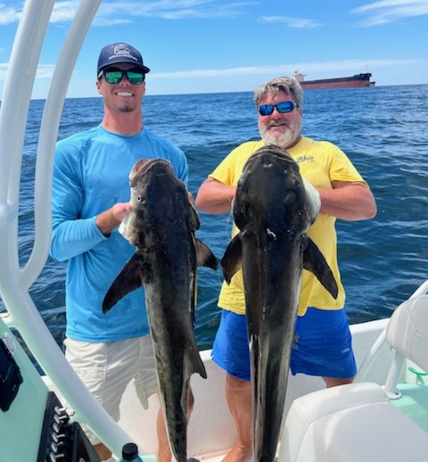 Cobia Caught In Orange Beach