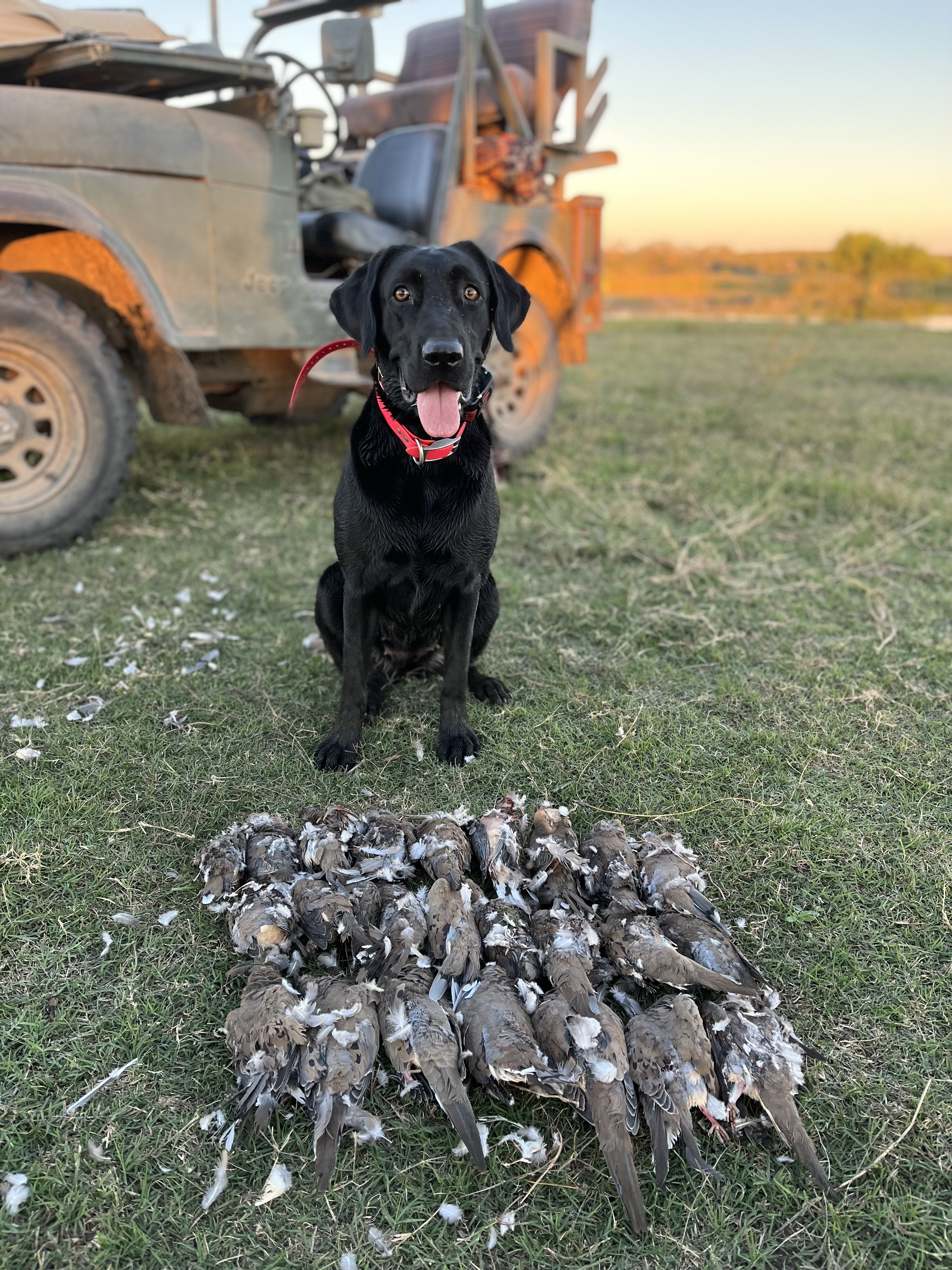 dove hunting dog