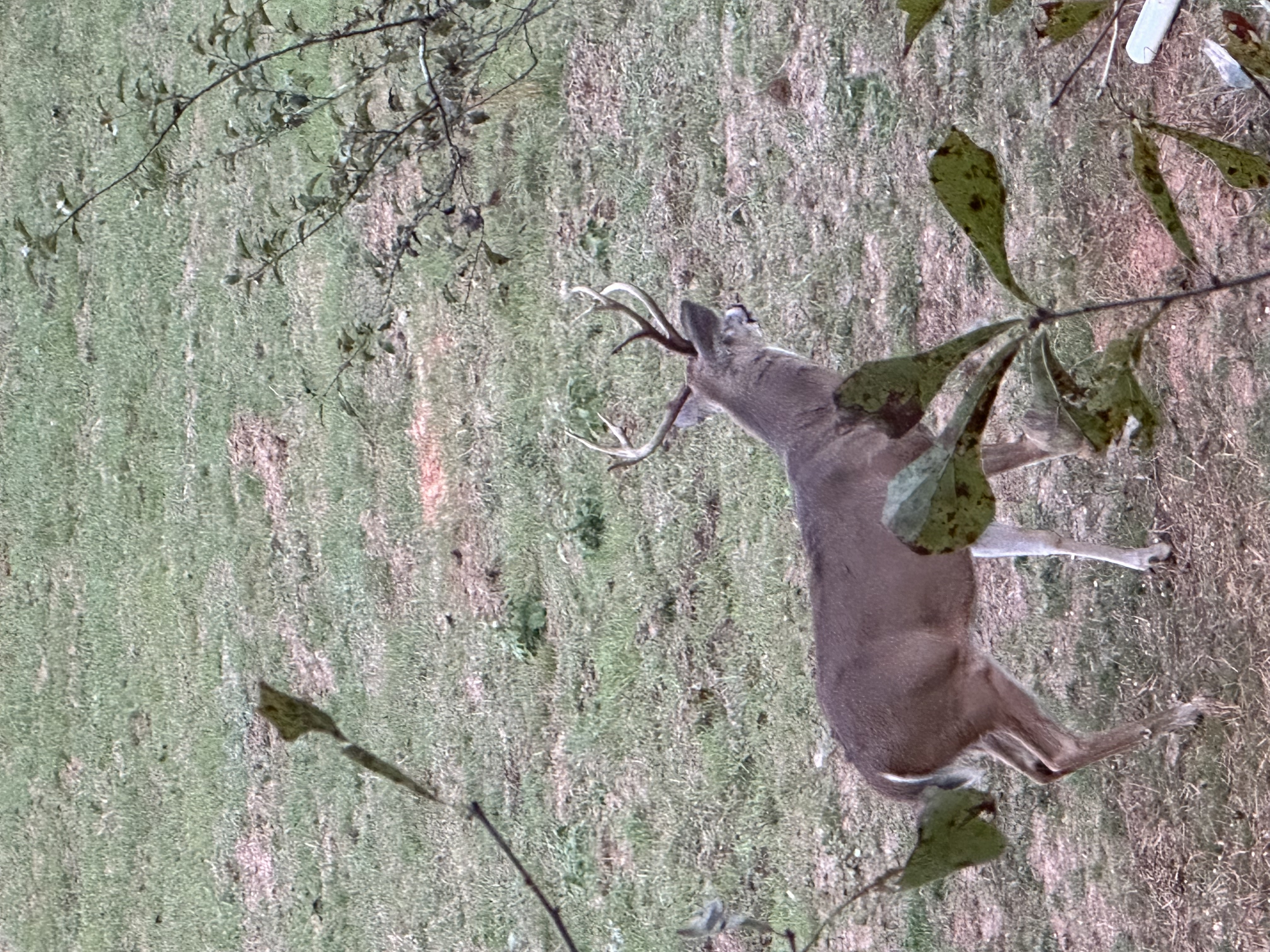 Emerald buck up close
