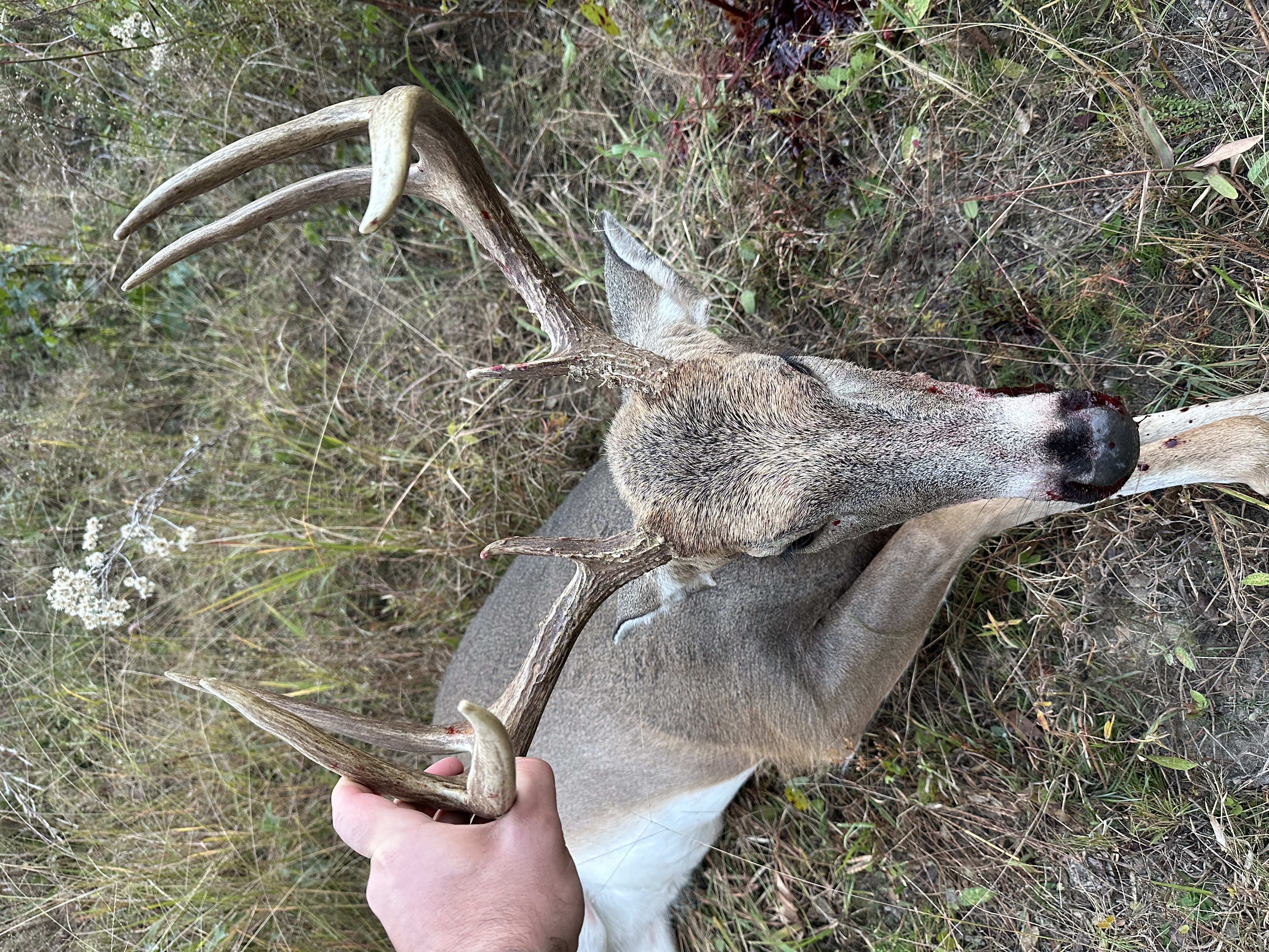 8 point buck