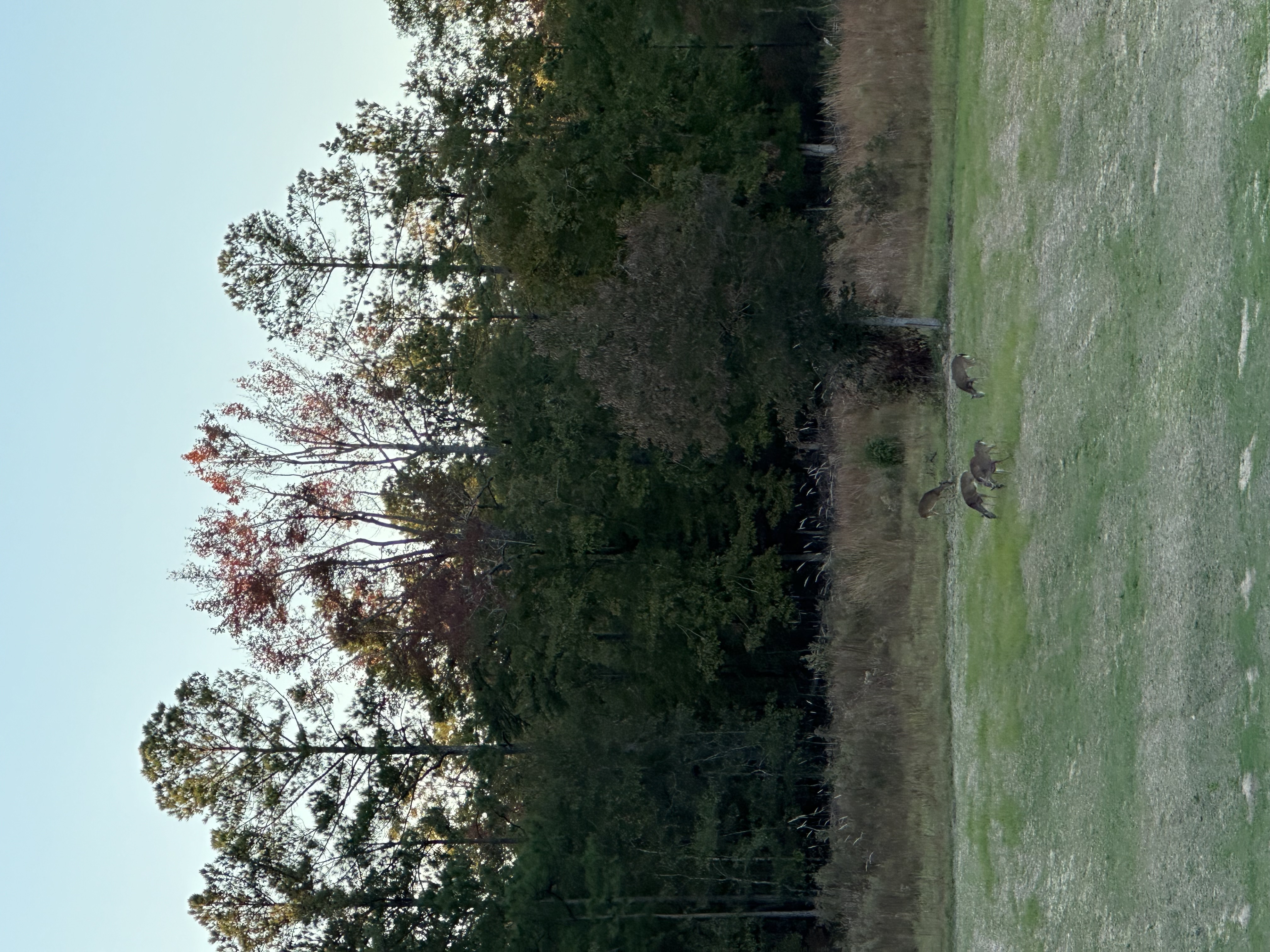 Five does in the field