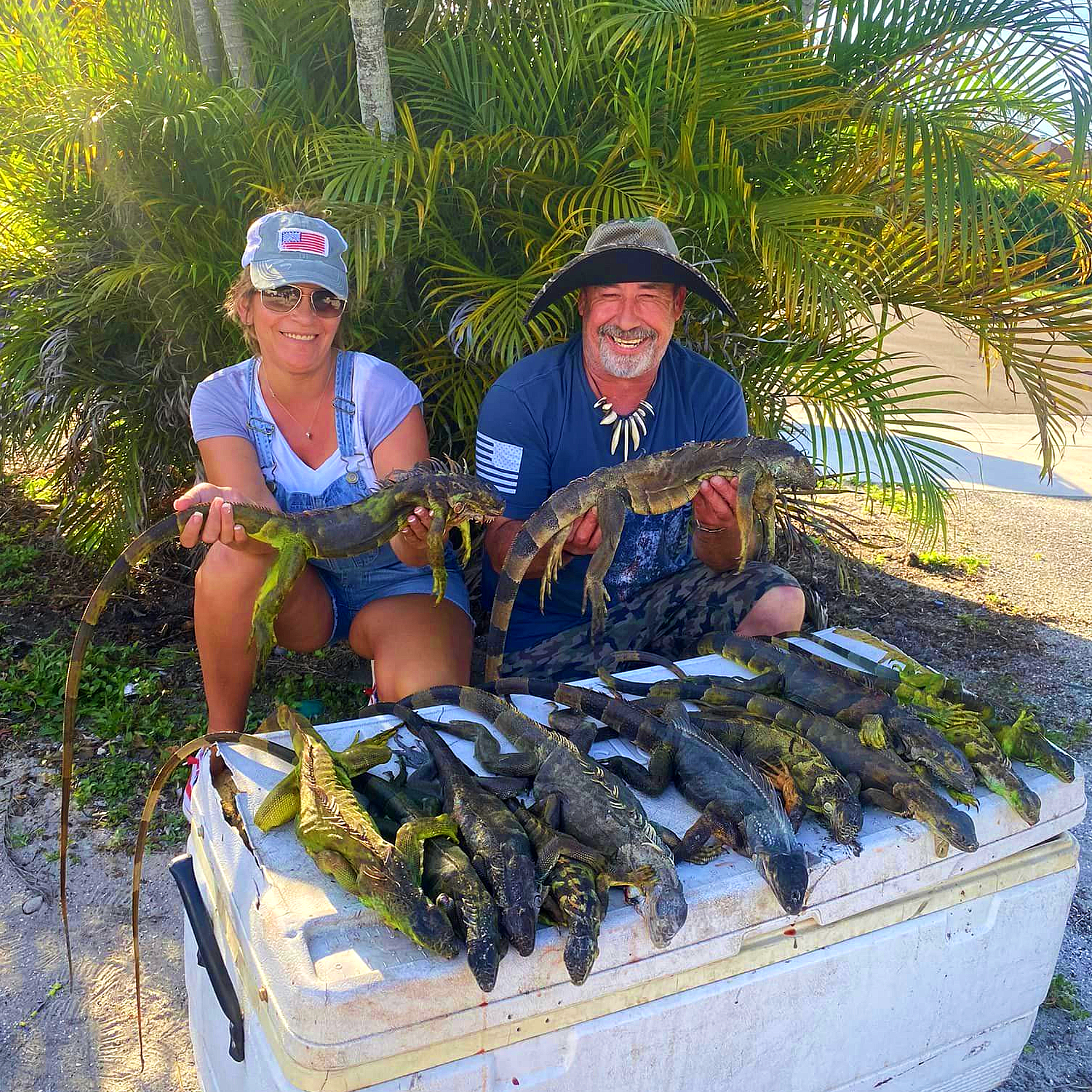 Iguana Hunting pic