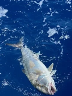 Fishing in Palmetto, Florida