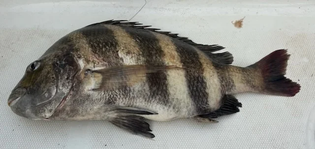 Fishing in D'Iberville, Mississippi