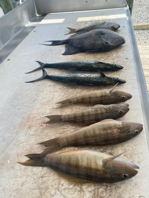 Spanish Mackerel, Tilefish, Triggerfish Fishing in Destin, Florida