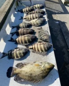 Sheepshead Fishing in St. Augustine, Florida