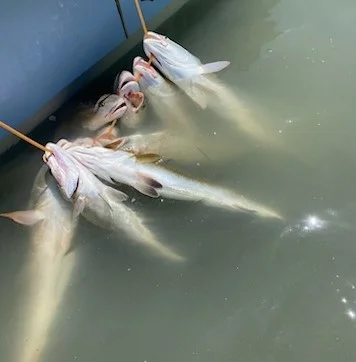 Black Drum, Flounder, Redfish, Speckled Trout Fishing in Ingleside, Texas
