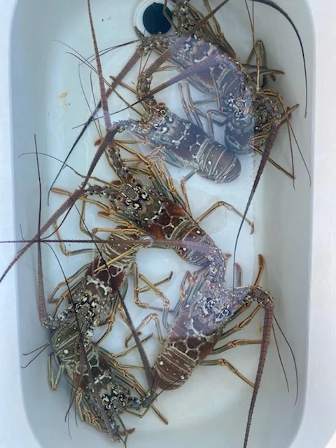 Fishing in Key West, Florida